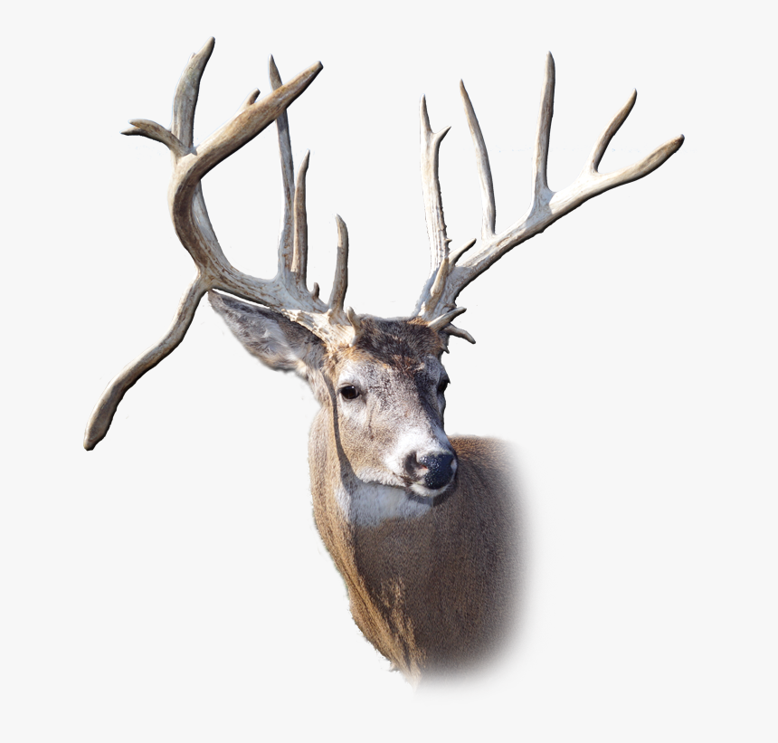 Antler, HD Png Download, Free Download