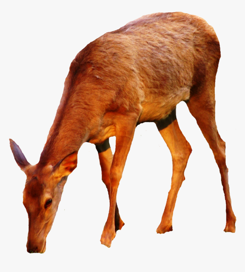 Buck Clipart Hiran - Doe Png, Transparent Png, Free Download