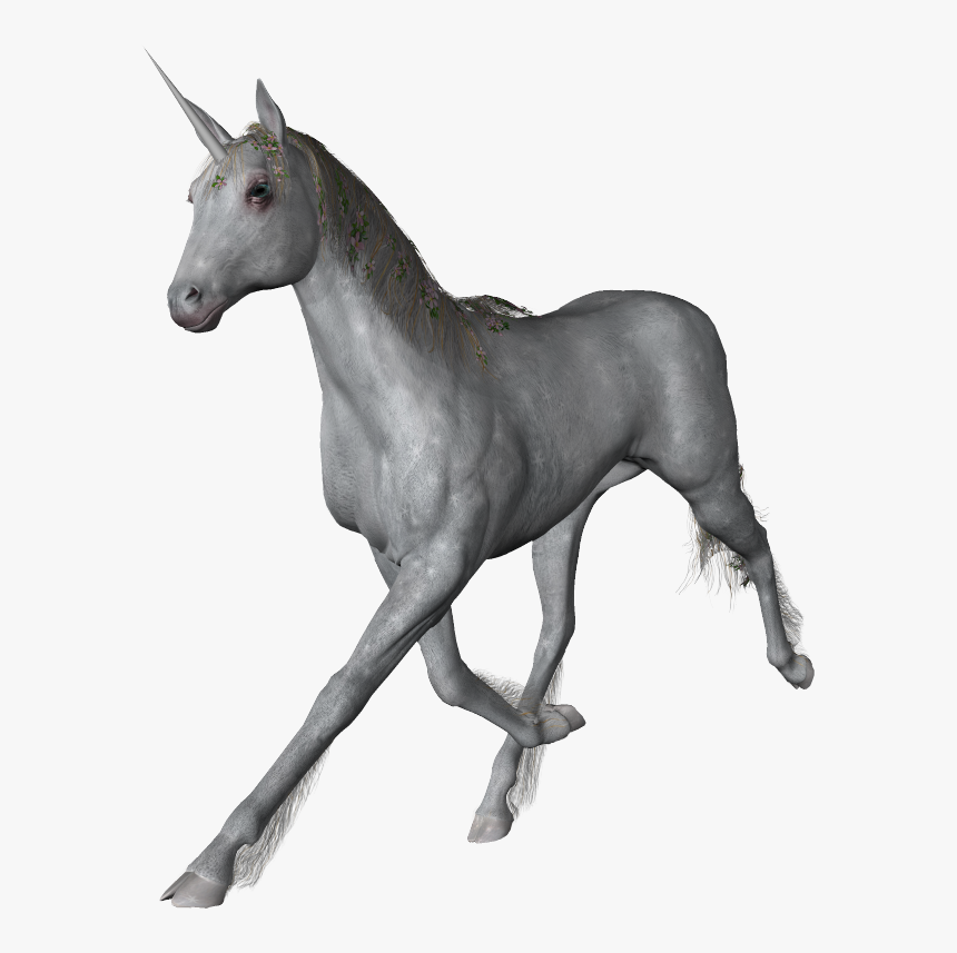 Unicorn Png - Stallion, Transparent Png, Free Download