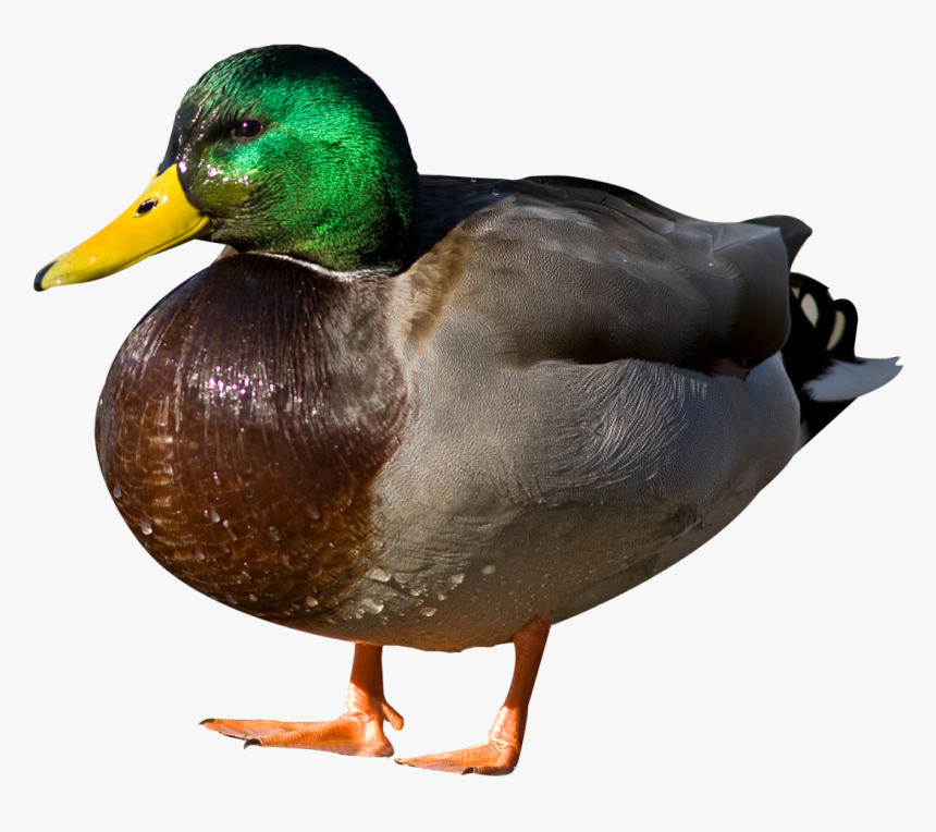 Duck Png Image - Duck Png, Transparent Png, Free Download