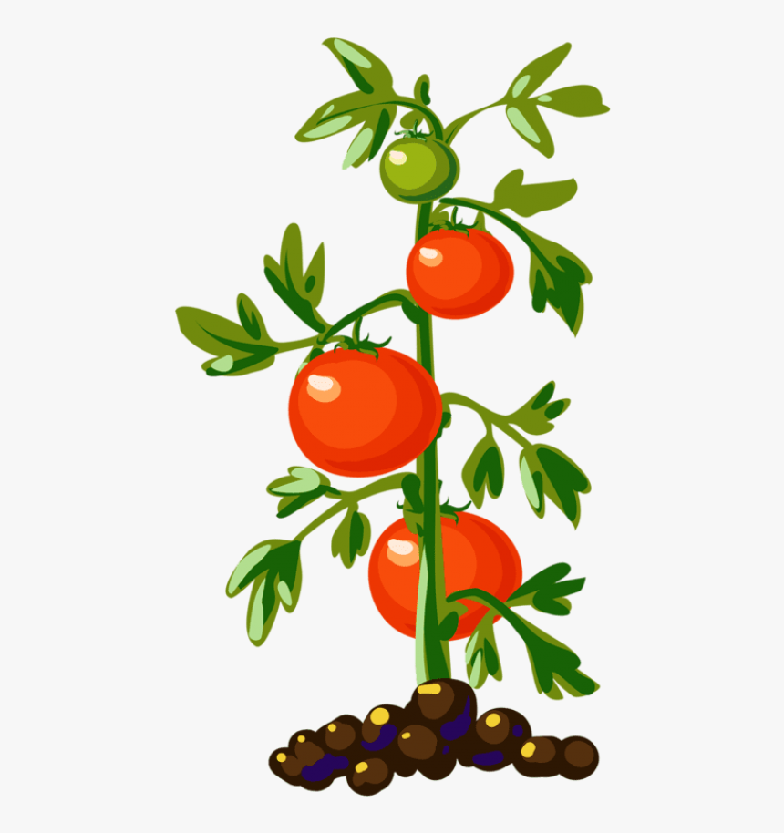 Tomato Plant Tomato Plants, Tomato Tree, Food Clipart, - Tomato Plant Clipart, HD Png Download, Free Download