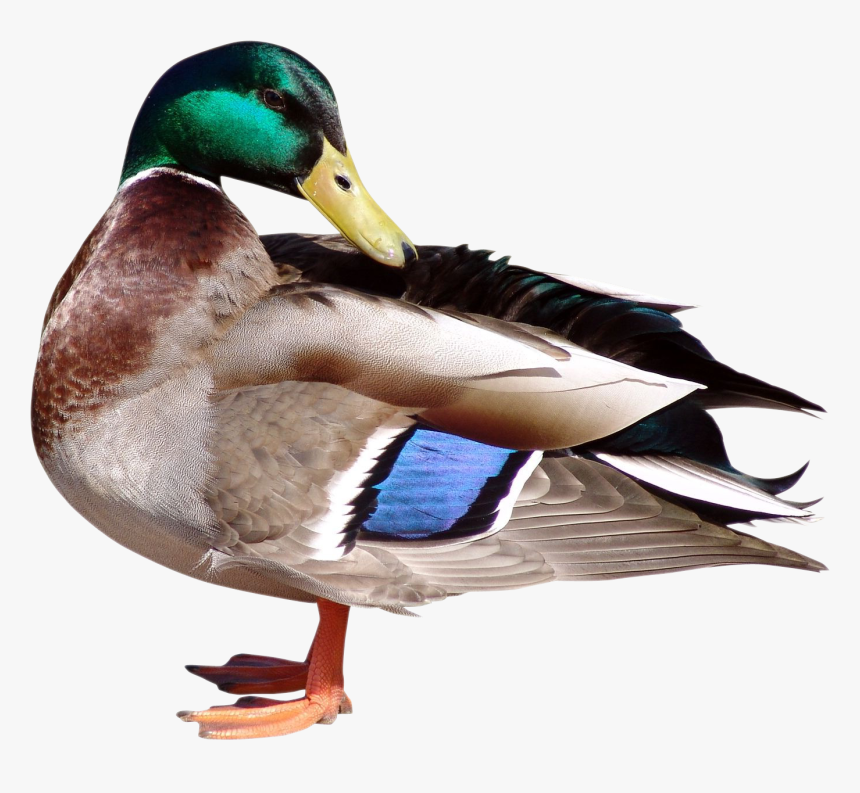 Duck Png Transparent Image - Gans Clipart Transparenter Hintergrund, Png Download, Free Download