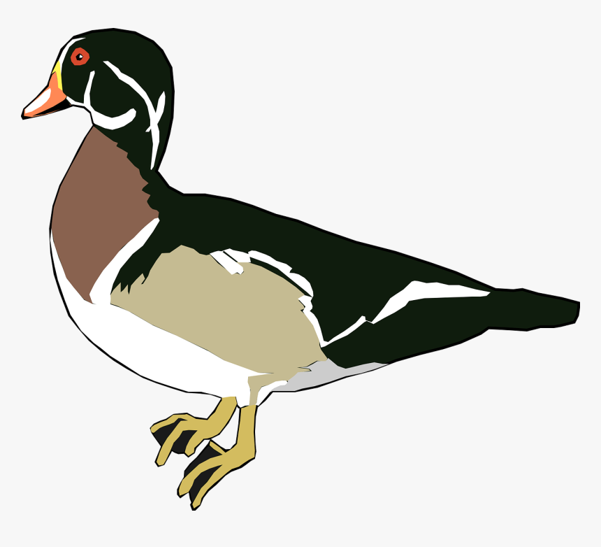 Outline Of A Wood Duck, HD Png Download, Free Download