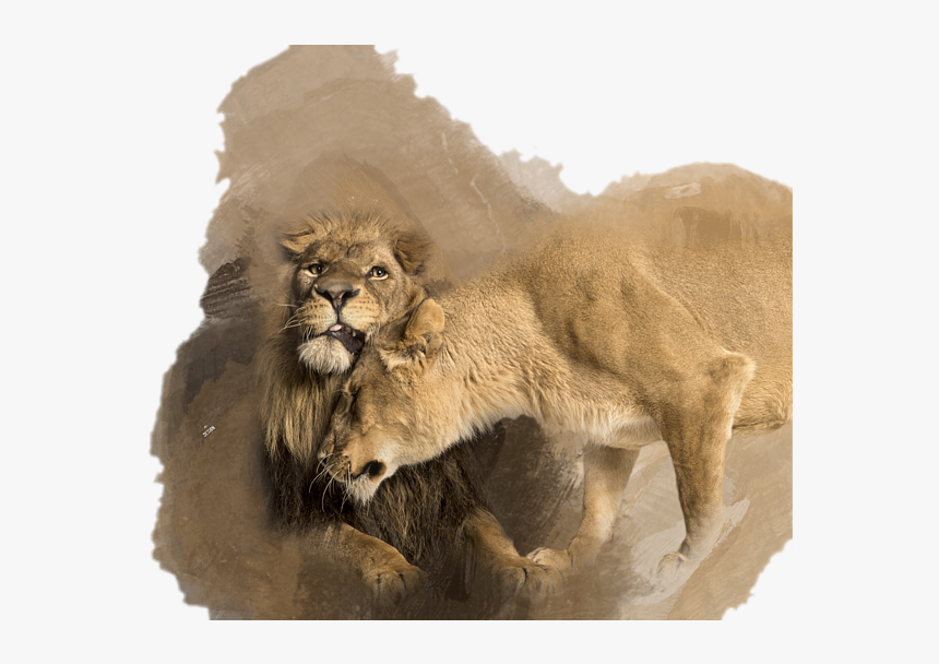 Lion, HD Png Download, Free Download