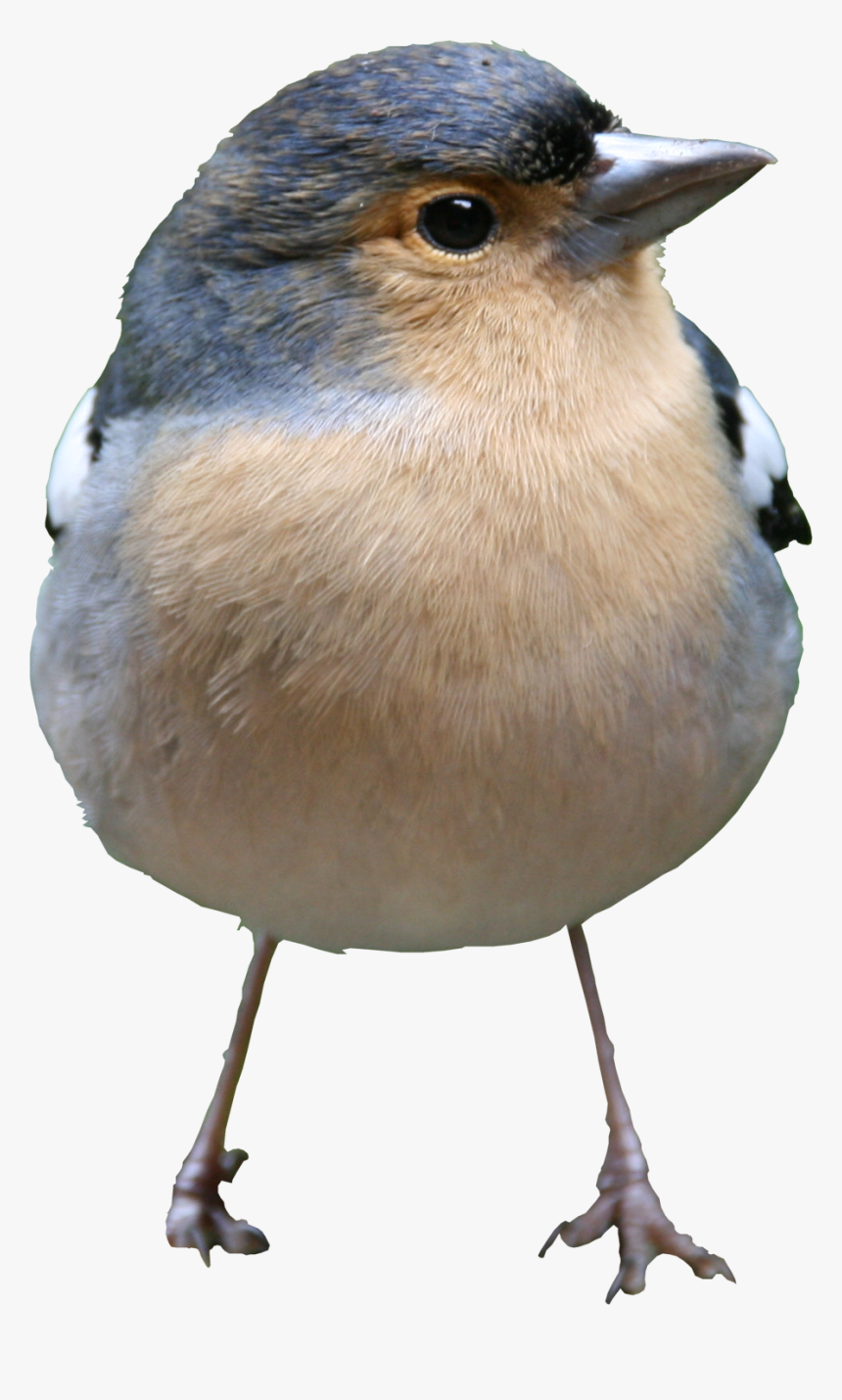 Standing Bird Png, Transparent Png, Free Download
