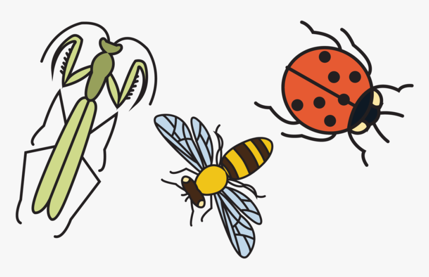 Good Bugs 2, HD Png Download, Free Download