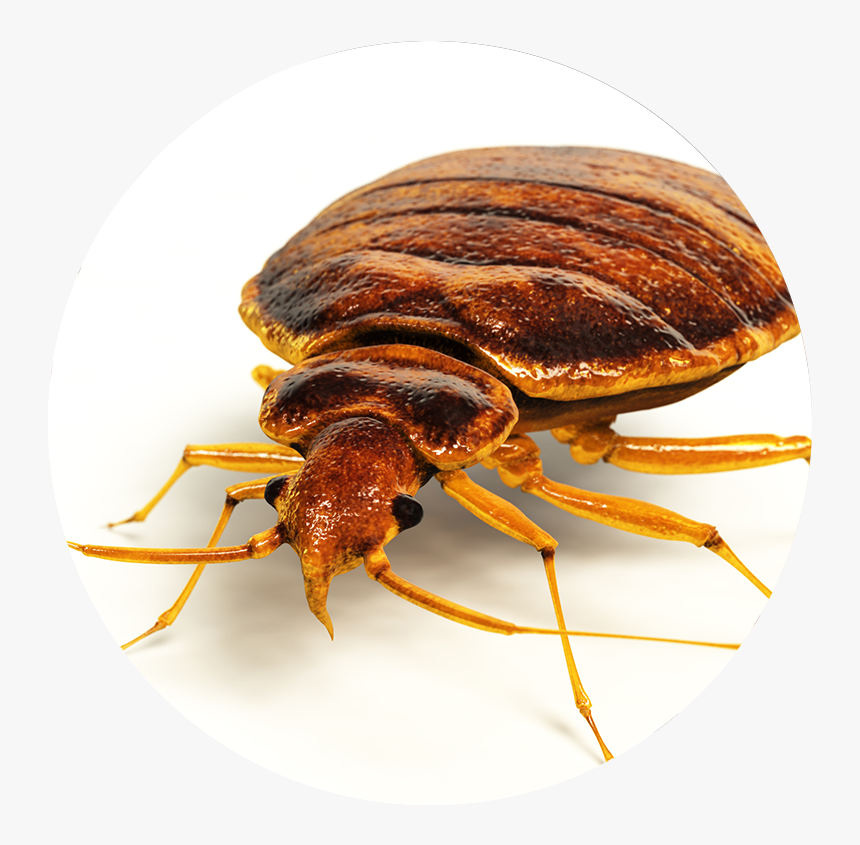 Little Round Flat Brown Bug , Png Download - Bed Bugs Control, Transparent Png, Free Download