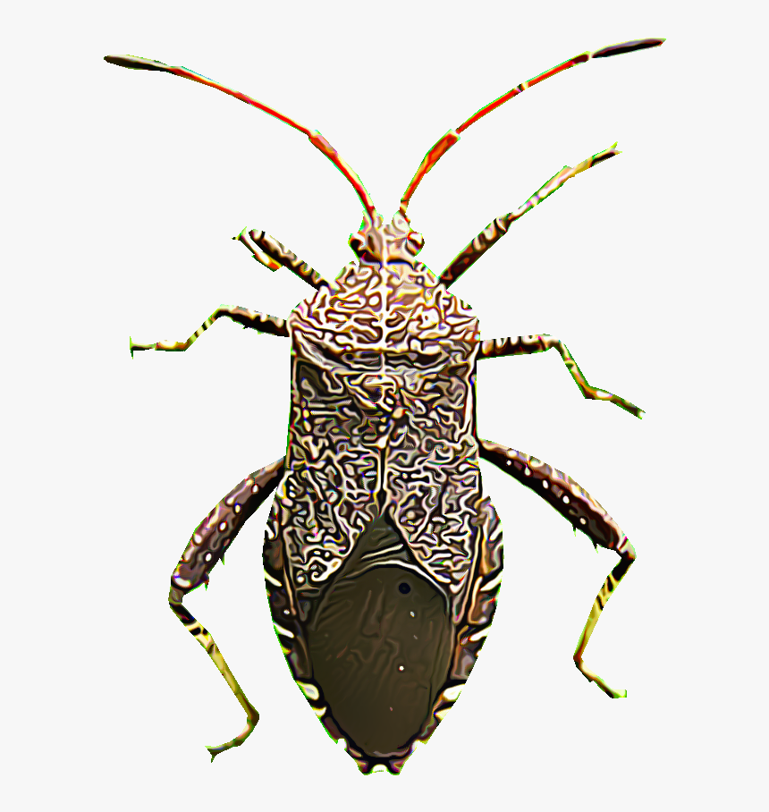 As Their Name Suggests, Squash Bugs Strike Summer And - Longhorn Beetle, HD Png Download, Free Download