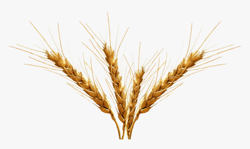 Download Barley Png Transparent Image For Designing - Barley Png, Png Download, Free Download