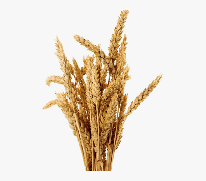 Thumb Image - Transparent Barley Png, Png Download, Free Download