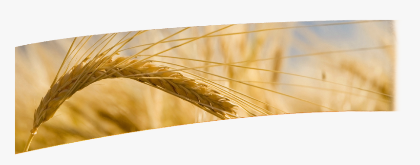 Durum, HD Png Download, Free Download