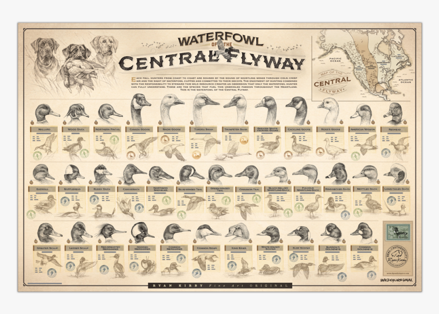 Ryan Kirby Waterfowl Central Flyway Poster Duck Identification, HD Png Download, Free Download