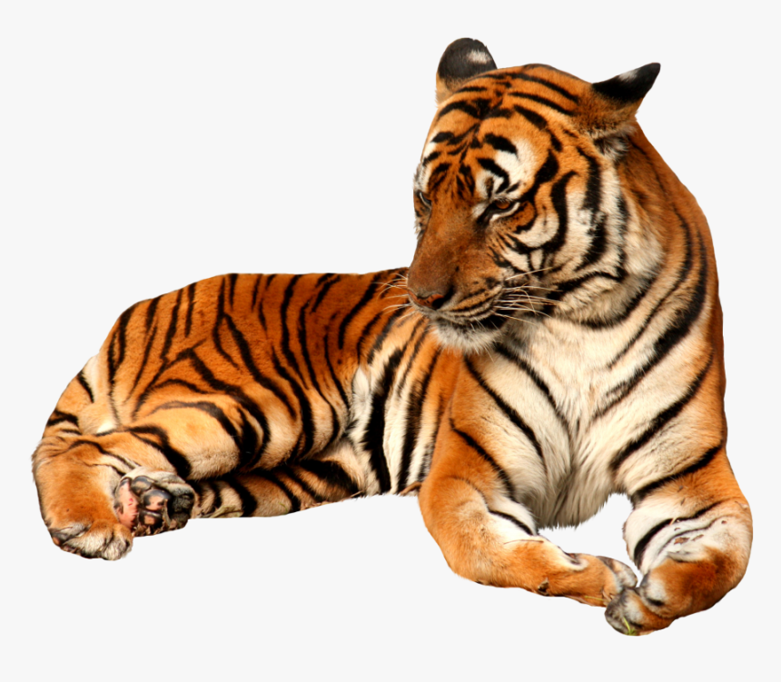 Tiger Png, Transparent Png, Free Download