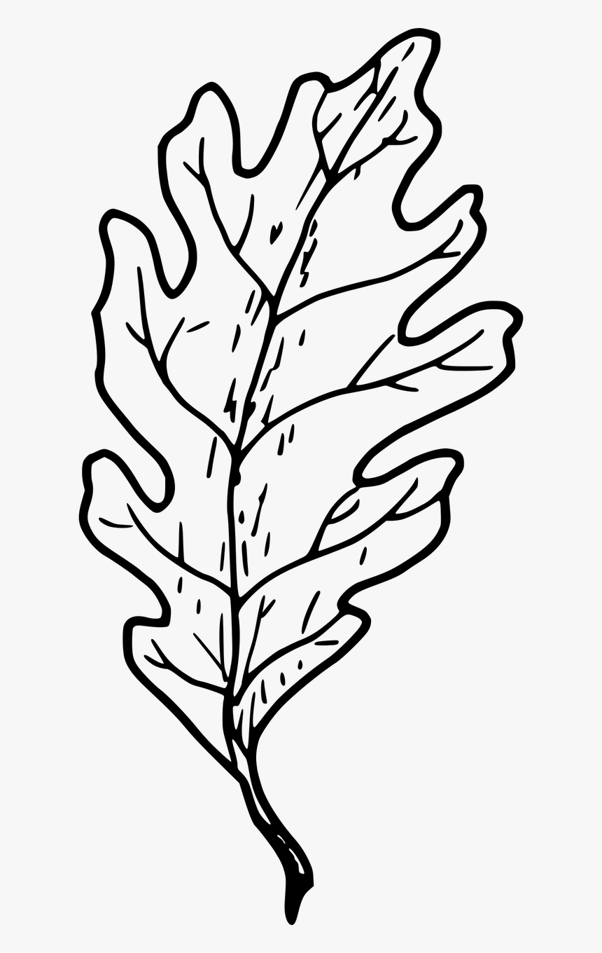 Heraldry Oak Leaf Heraldic Free Photo - Simple Hand Drawn Leaf Drawing, HD Png Download, Free Download
