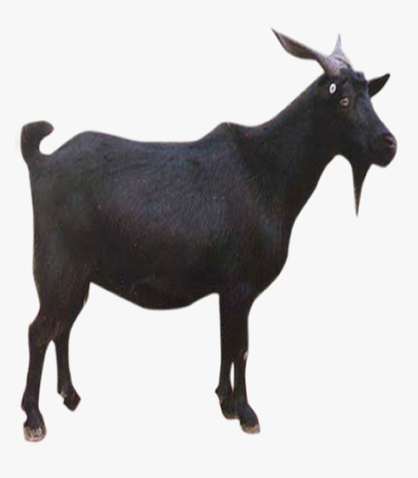 Goat Sheep Download - Black Goat Png Hd, Transparent Png, Free Download