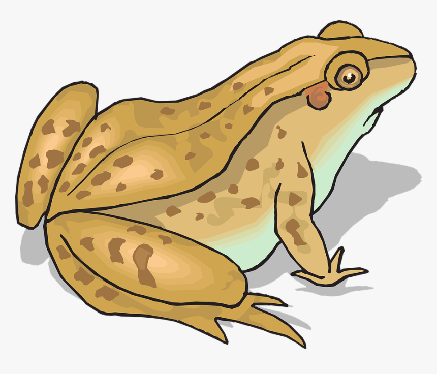 Toad Clipart, HD Png Download, Free Download