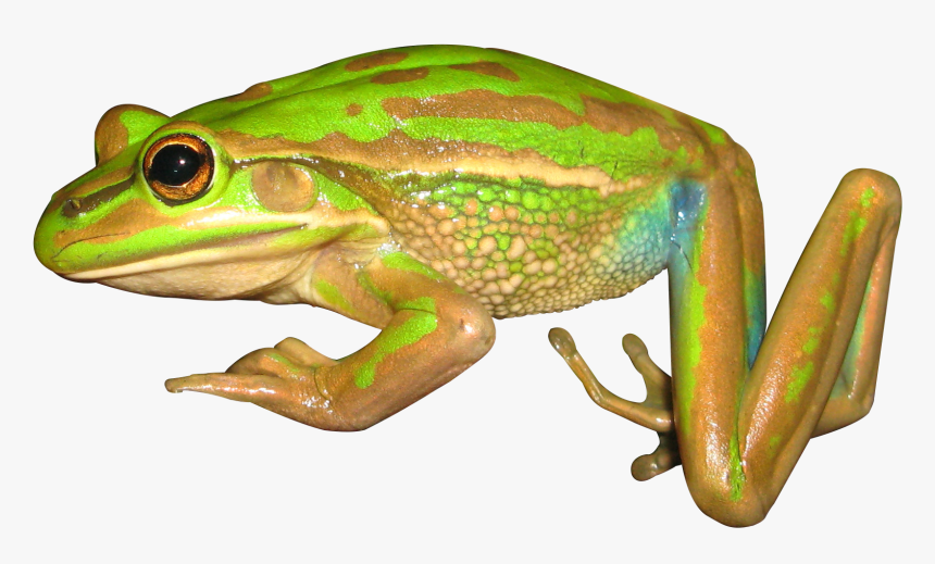 Transparent Colorful Frogs Clipart - Bronze Frog, HD Png Download, Free Download