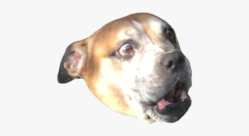 Png Of Scared Dog, Transparent Png, Free Download