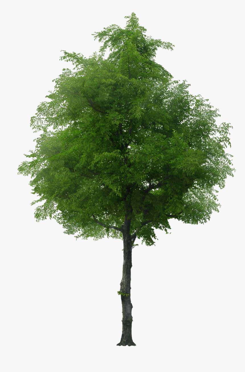 Tree Png, Transparent Png, Free Download