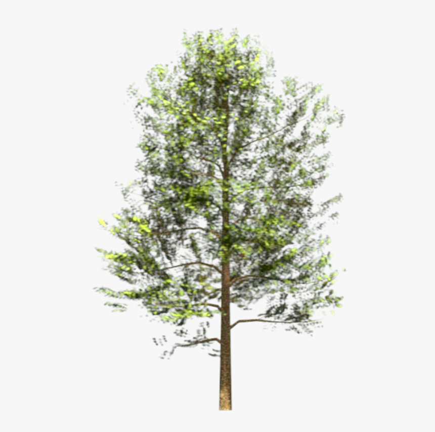 Thumb Image - Mexican Pinyon, HD Png Download, Free Download