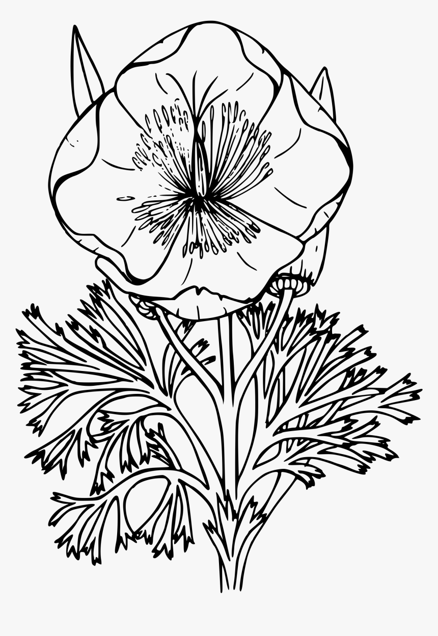 Banner Transparent Download California State Flower - Poppy Line Art Png, Png Download, Free Download