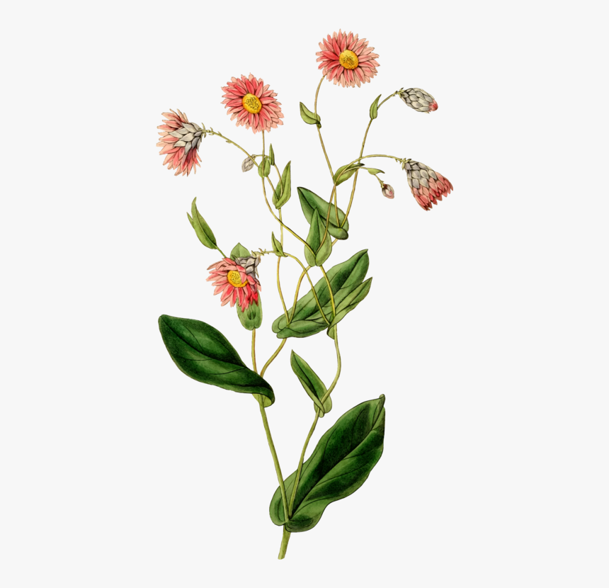 Australian Native Daisy Illustration, HD Png Download, Free Download