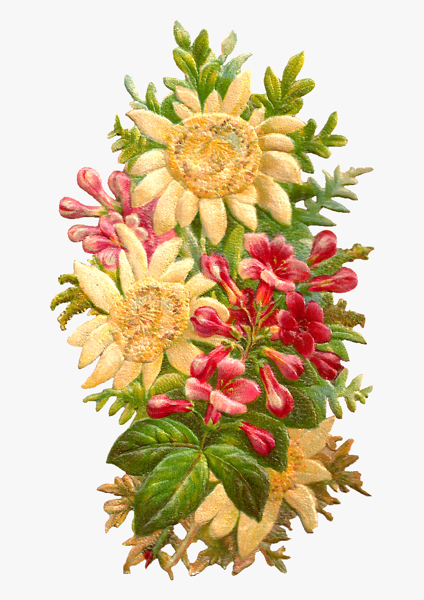 Transparent Flower Graphic Png - Protea Family, Png Download, Free Download