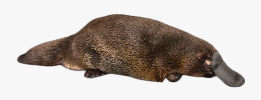 Platypus On The Ground Png Image - Real Life Perry The Platypus, Transparent Png, Free Download