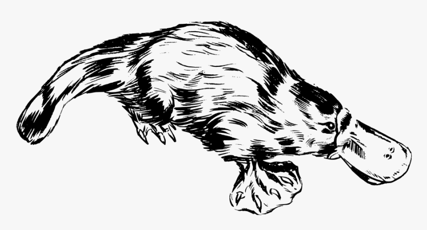 Platypus Svg Clip Arts - Platypus Clipart Black And White, HD Png Download, Free Download