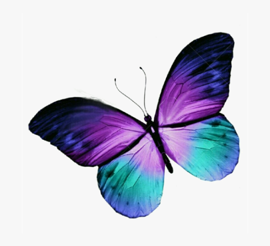Butterfly Tattoo Purple Blue Free Hq Image Clipart - Purple And Blue Butterfly, HD Png Download, Free Download