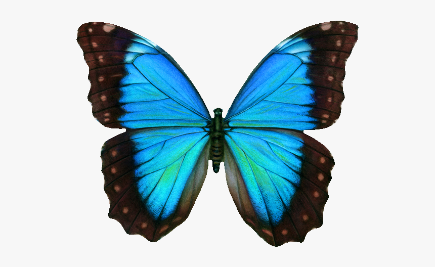 Blue Butterfly Png - Картинки Метелика, Transparent Png, Free Download