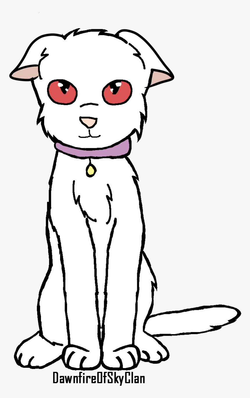 Windsplash&#039 - S Wiki - Domestic Short-haired Cat, HD Png Download, Free Download