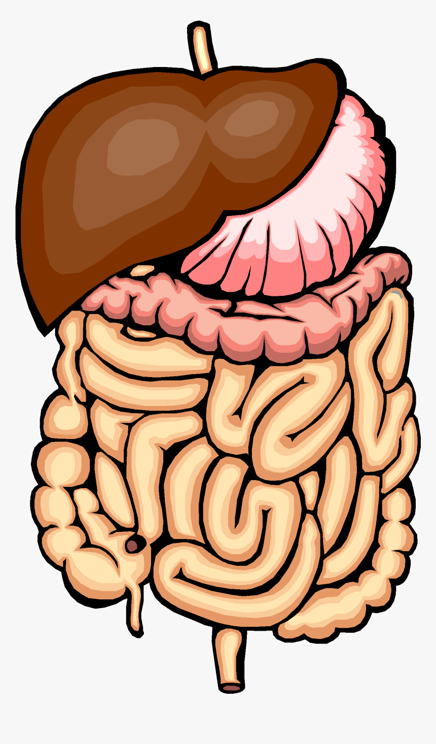 Stomach Clipart Human Intestine - Digestive System Vector Png, Transparent Png, Free Download