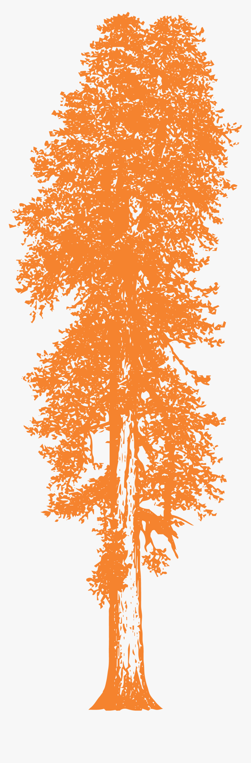 Redwood Tree Drawing, HD Png Download, Free Download