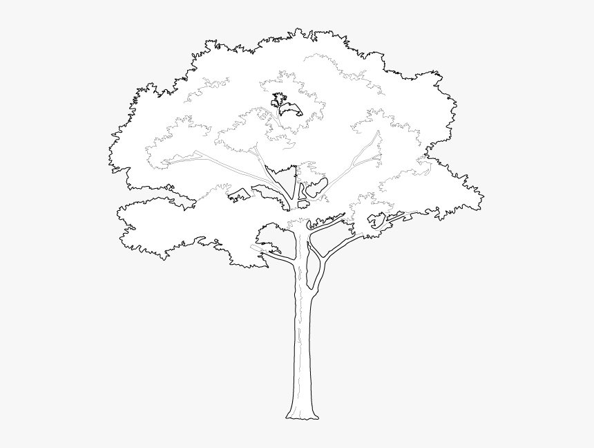 Дерево чертеж. Деревья контур антураж. Контур дерева для проекта. Прозрачный контур дерева для чертежей.