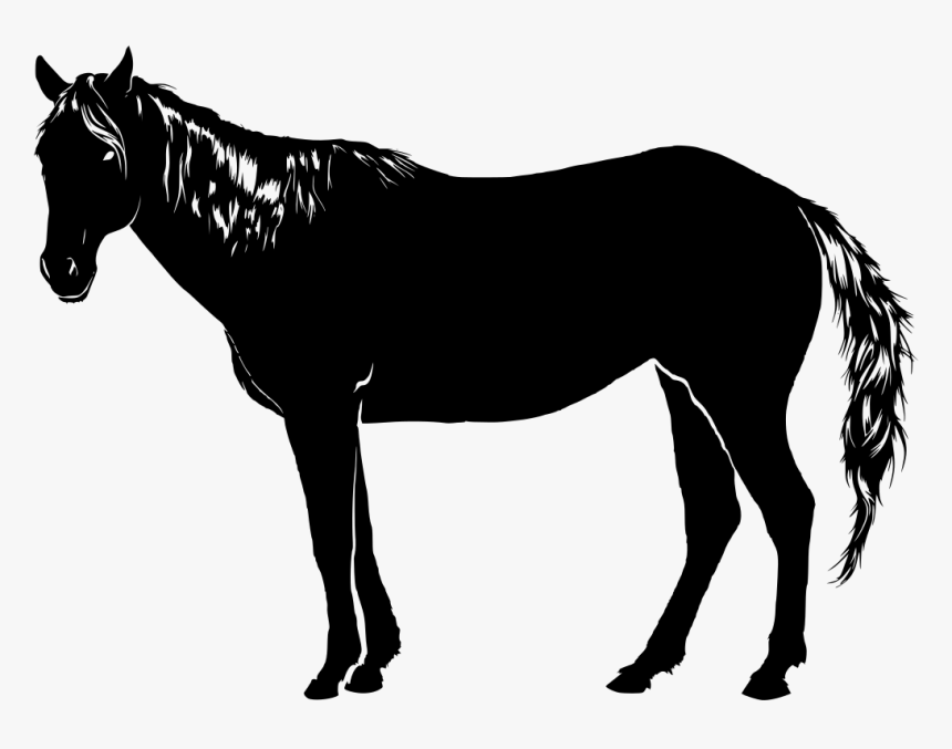 Transparent Cavalo Png - Sombra Cavalo Png, Png Download, Free Download