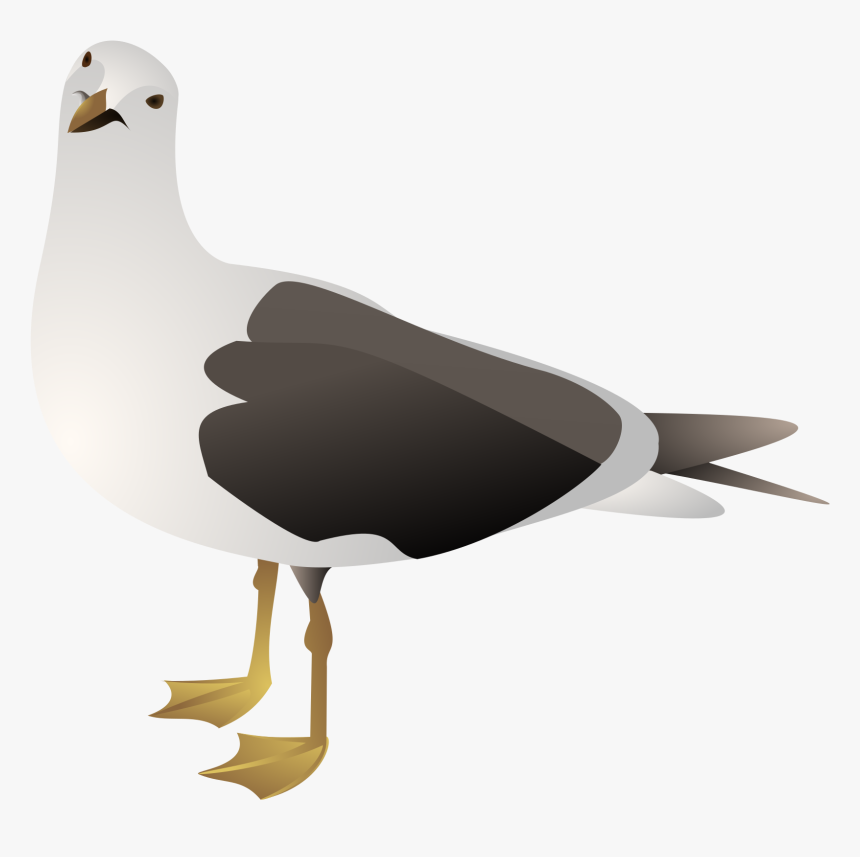Clipart Seagull - Clip Art Seagull, HD Png Download, Free Download