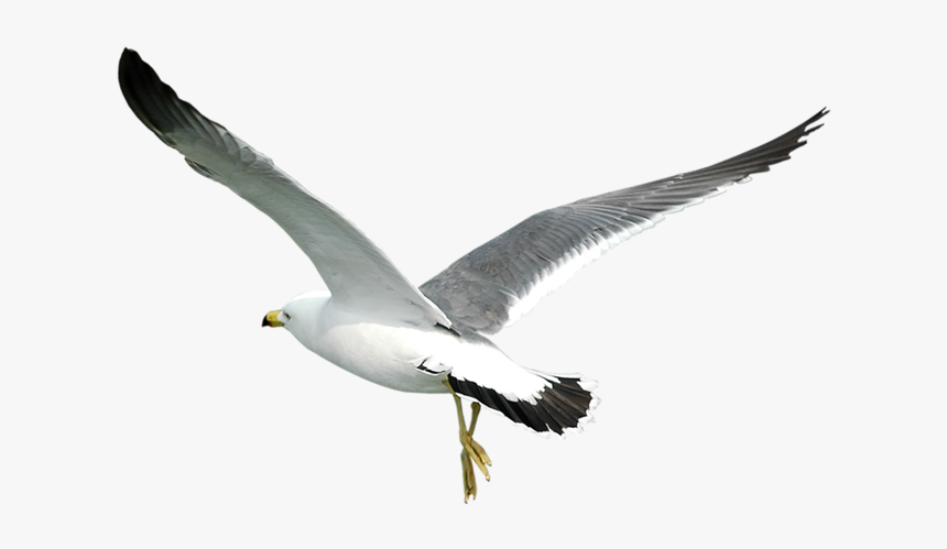 Gull Png - Seagull Png, Transparent Png, Free Download