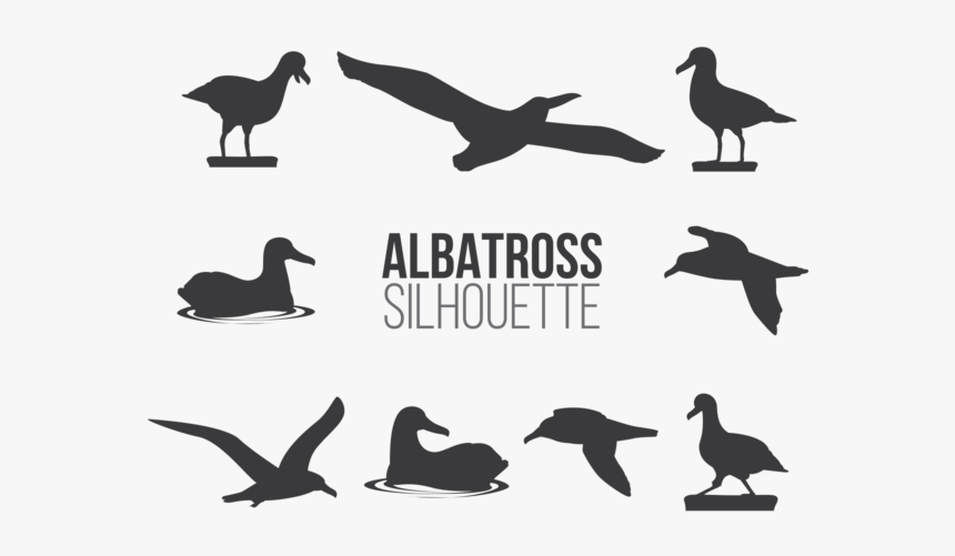 Albatross Vector Art, HD Png Download, Free Download