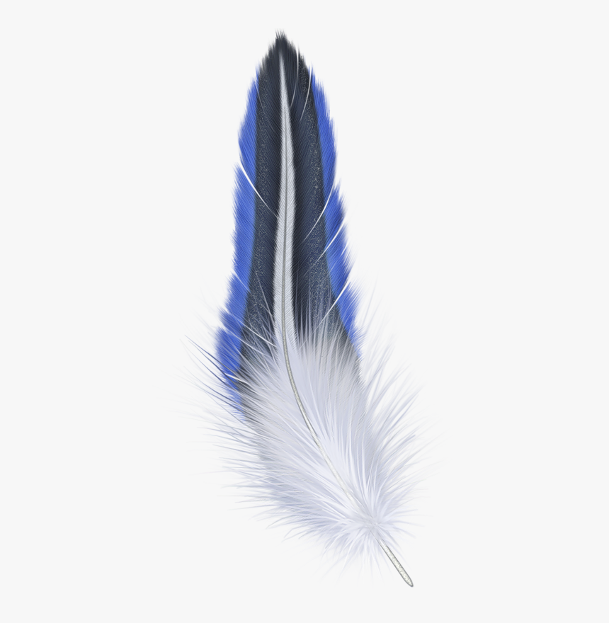 Png Feather, Transparent Png, Free Download