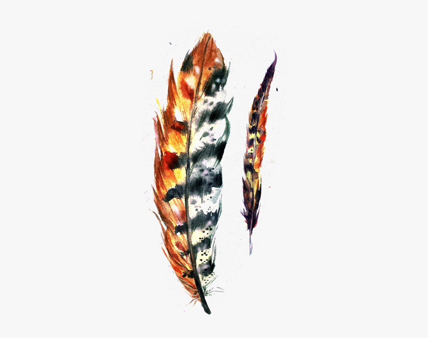 Feather Paper Illustration Painted - Invertebrate, HD Png Download, Free Download