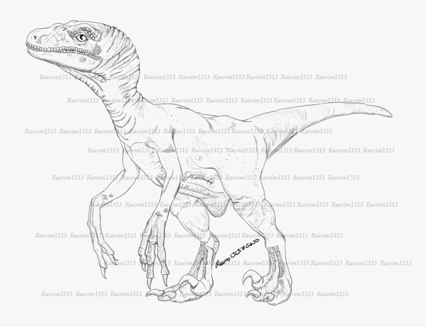 Sketch , Png Download - Velociraptor, Transparent Png, Free Download