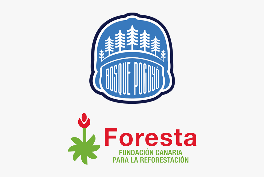 ¿qué Es Bosque Pocoyó - Fundacion Foresta Gran Canaria, HD Png Download, Free Download