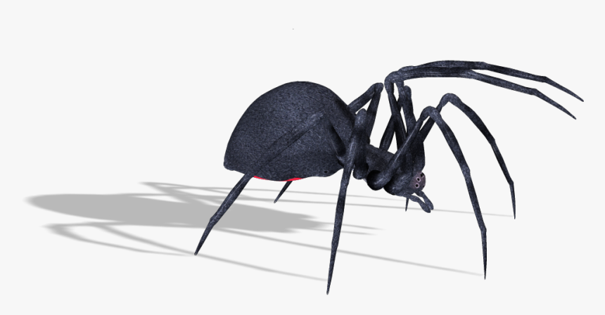 Black Widow Spider Free Png, Transparent Png, Free Download