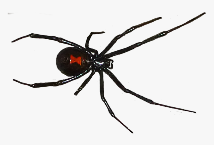 Black Widow Spider Png, Transparent Png, Free Download