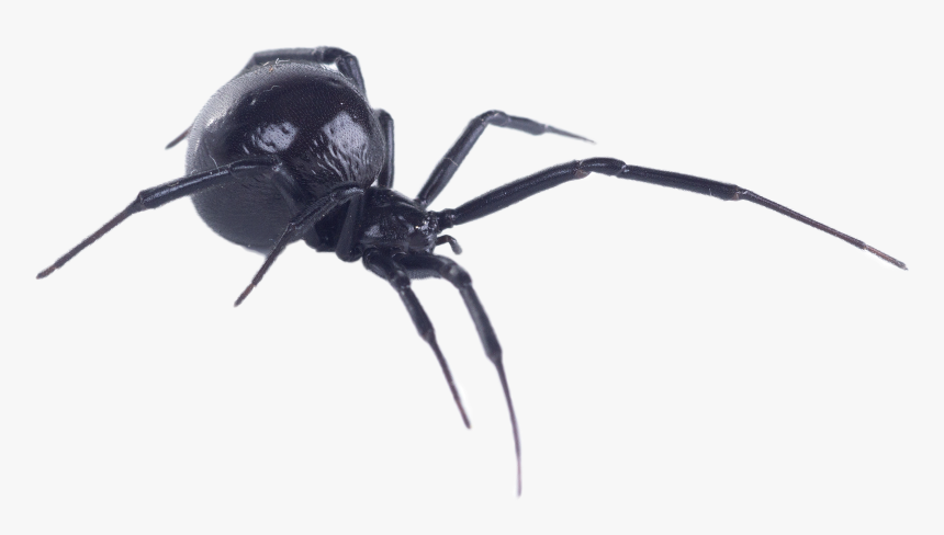 Black Widow Spider Gis, HD Png Download, Free Download