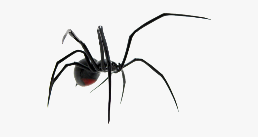 Spider Png Transparent Images - Black Widow Spider Transparent Background, Png Download, Free Download