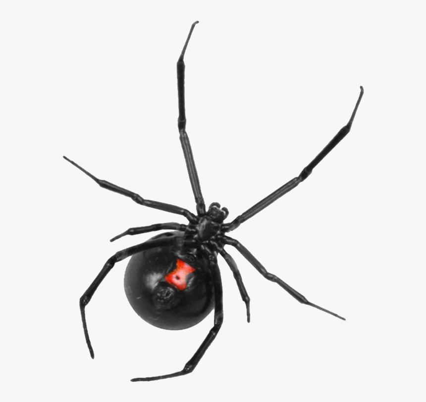 Black Widow Control Boise Idaho - Top Of Black Widow, HD Png Download, Free Download