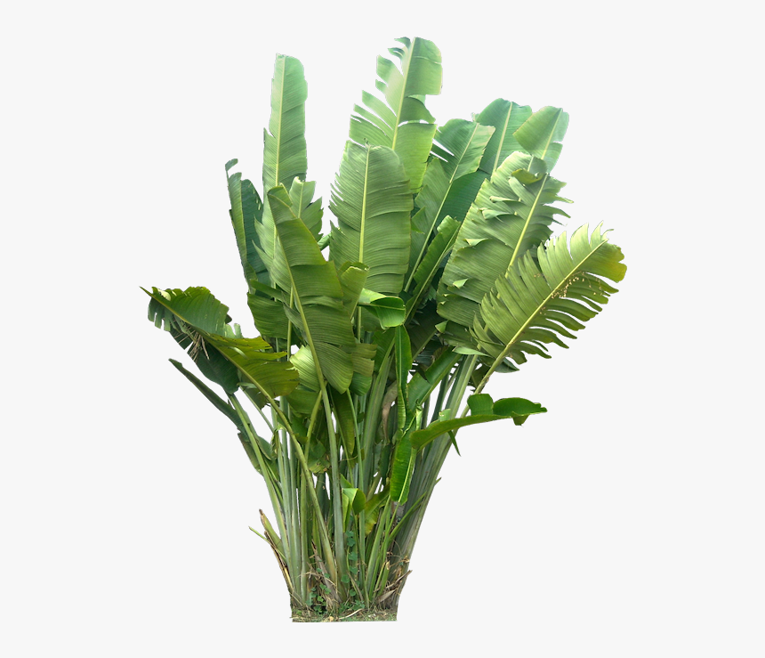 Tropical Plants Png, Transparent Png, Free Download