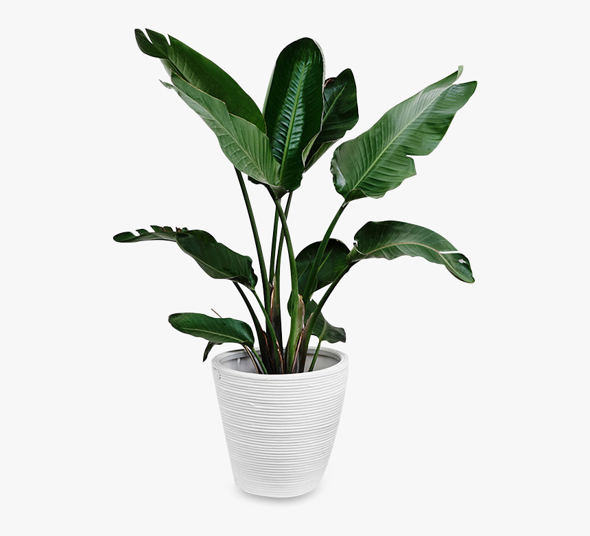 Indoors Tropical Plant Png , Png Download - Tropical Plant Png, Transparent Png, Free Download